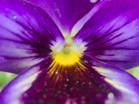 A macro photo of a blue flower.