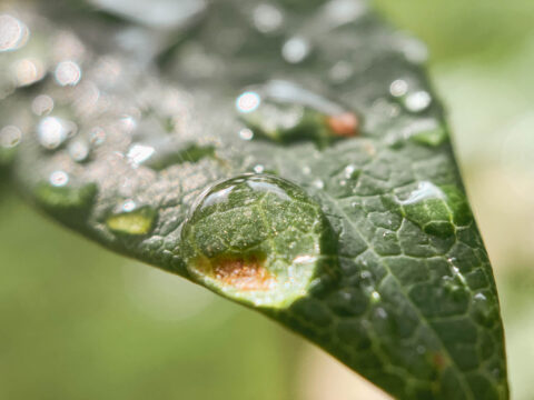 A macro photo of a leaf with water droplet.