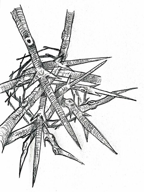 An original illustration of thorns.